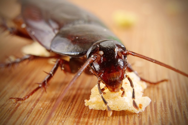 The Unseen Threat: Recognizing And Dealing With Cockroach Infestations