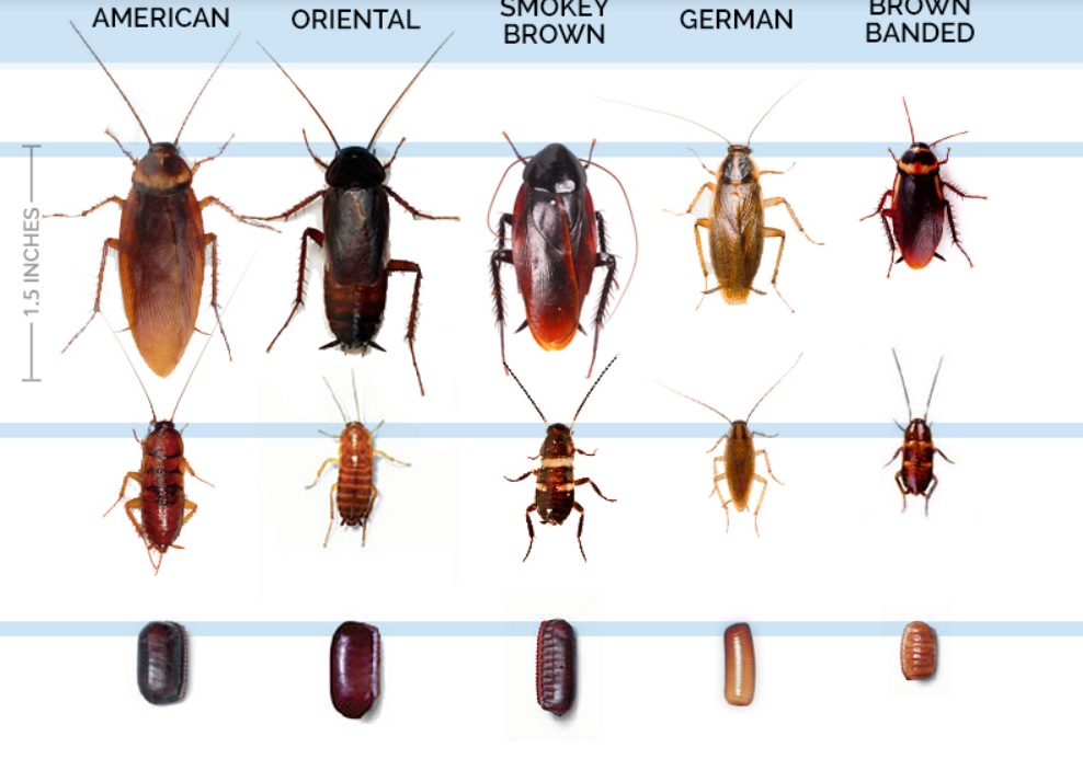 The Unseen Threat: Recognizing And Dealing With Cockroach Infestations
