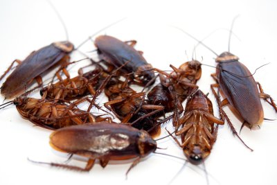 The Unseen Threat: Recognizing And Dealing With Cockroach Infestations