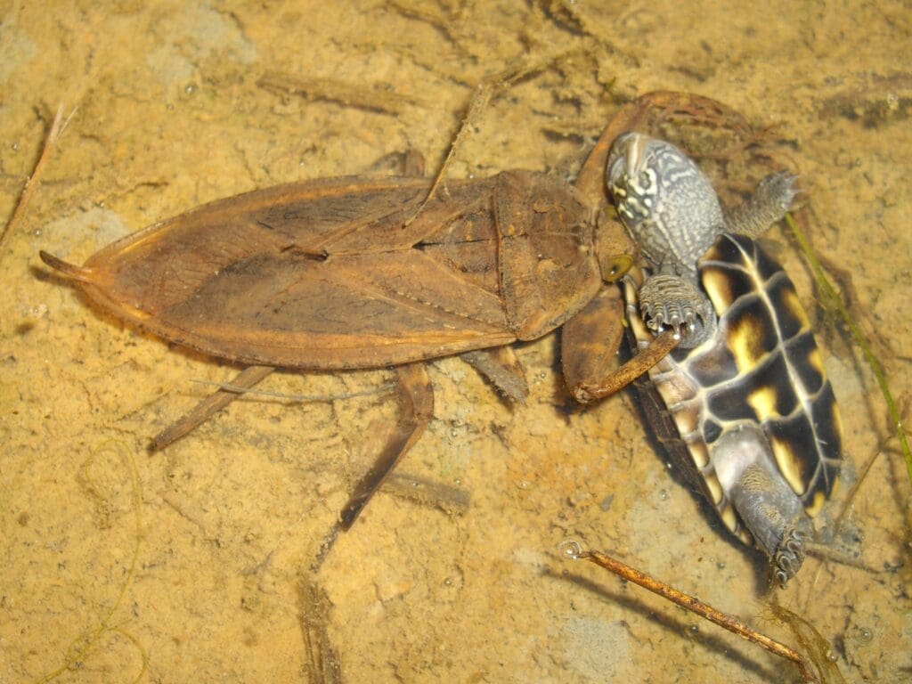 The World Of Aquatic Pests