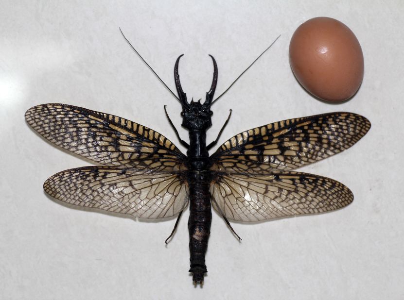 The World Of Aquatic Pests
