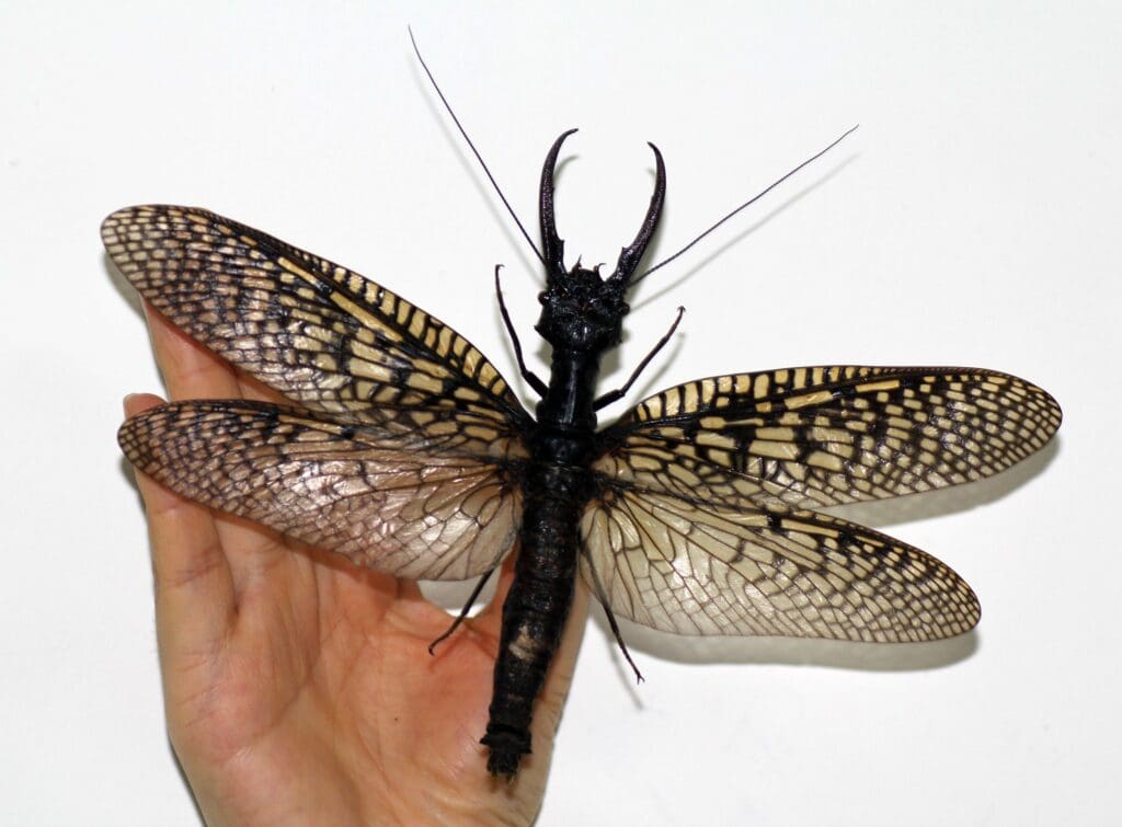 The World Of Aquatic Pests