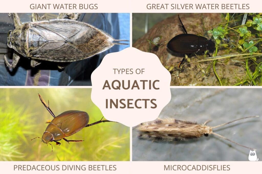 The World Of Aquatic Pests