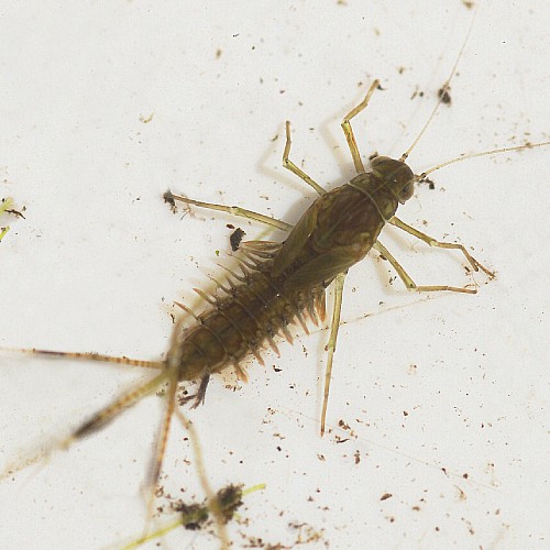 The World Of Aquatic Pests: Identification And Control