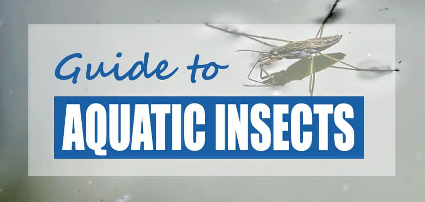 The World Of Aquatic Pests: Identification And Control