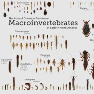 The World Of Aquatic Pests: Identification And Control