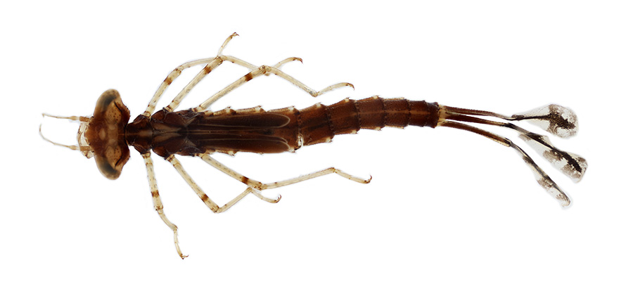 The World Of Aquatic Pests: Identification And Control