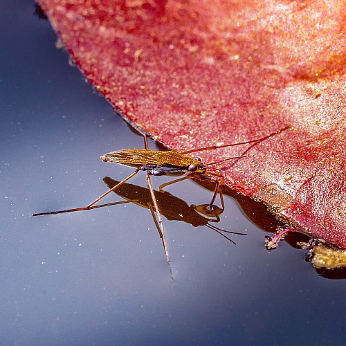 The World Of Aquatic Pests: Identification And Control