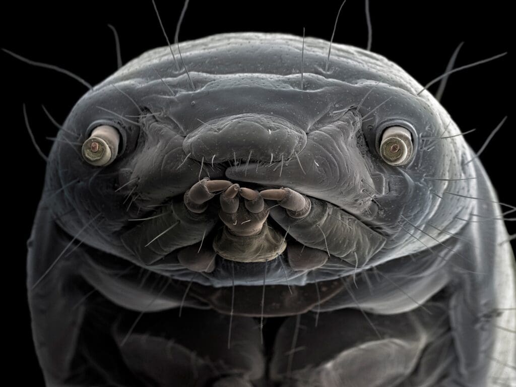 The World Of Microscopic Pests