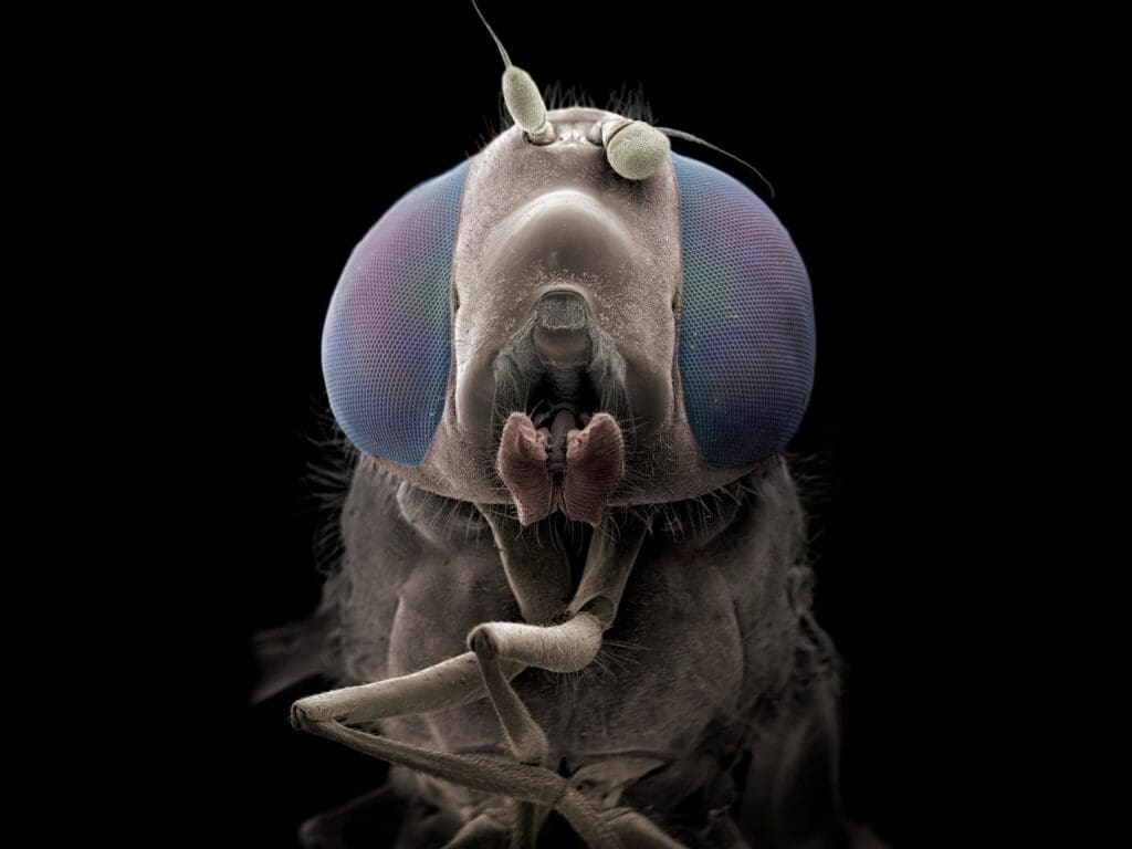 The World Of Microscopic Pests