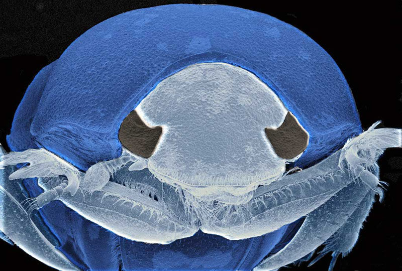 The World Of Microscopic Pests