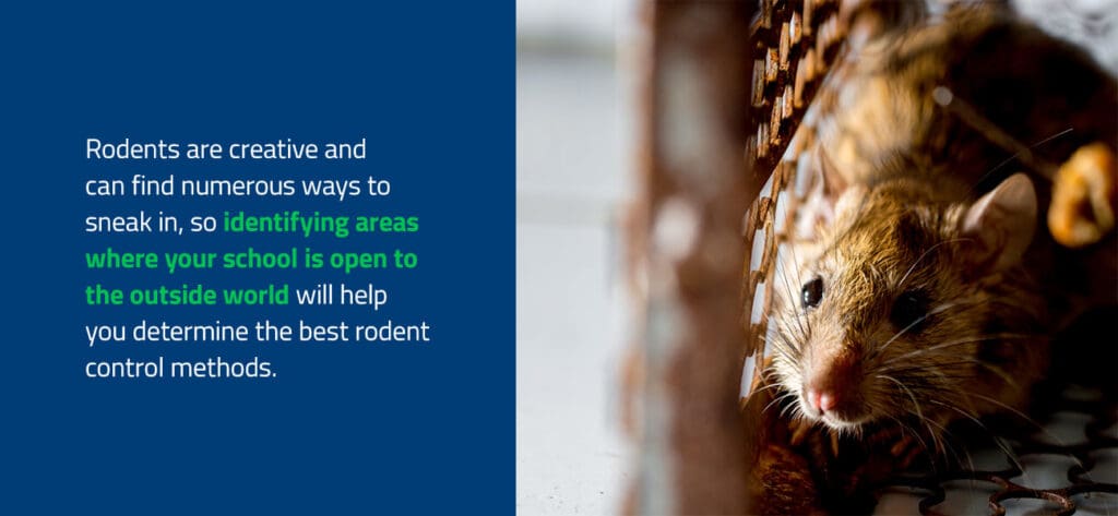 The World Of Rodents: Identification, Prevention, And Treatment