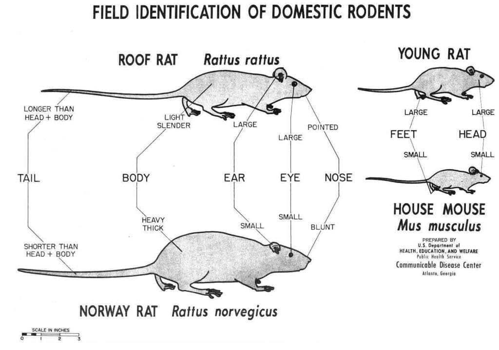 The World Of Rodents: Identification, Prevention, And Treatment