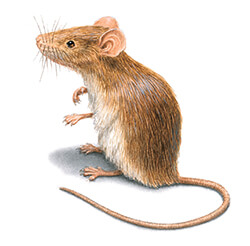 The World Of Rodents: Identification, Prevention, And Treatment