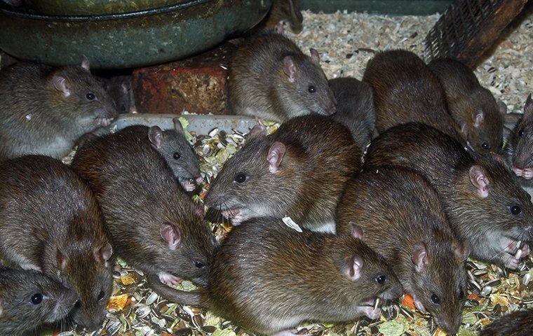 The World Of Rodents: Identification, Prevention, And Treatment