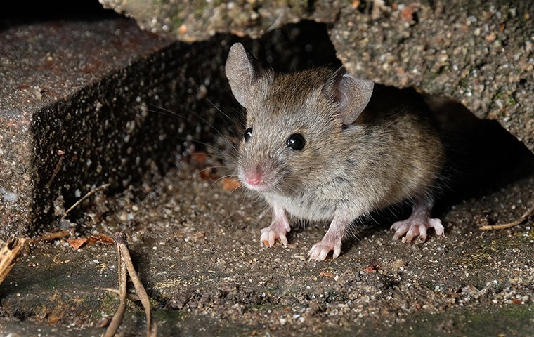 The World Of Rodents: Identification, Prevention, And Treatment