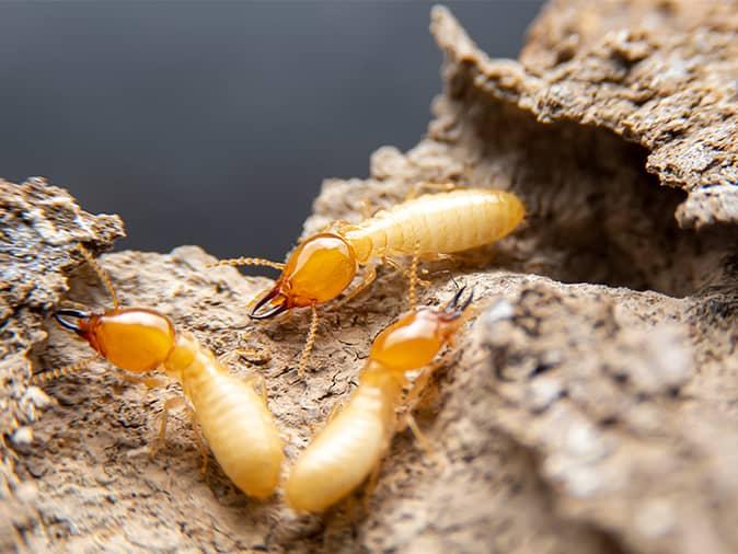 The World Of Termites: Understanding The Colony