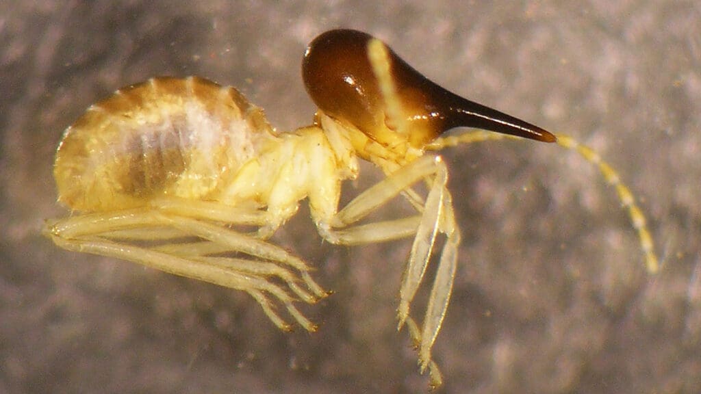The World Of Termites: Understanding The Colony