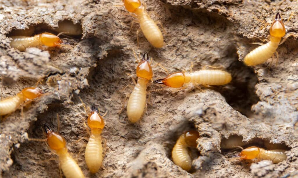 The World Of Termites: Understanding The Colony
