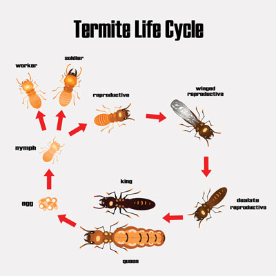 Termite Simulator The World Of Termites: Understanding The Colony | Pest Control'd