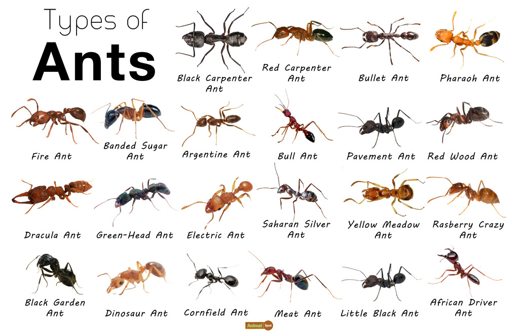 The World Of Tiny Ants: Identification And Control