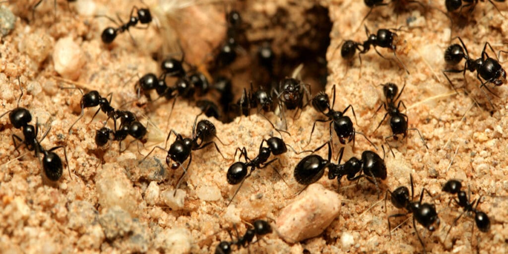 The World Of Tiny Ants: Identification And Control