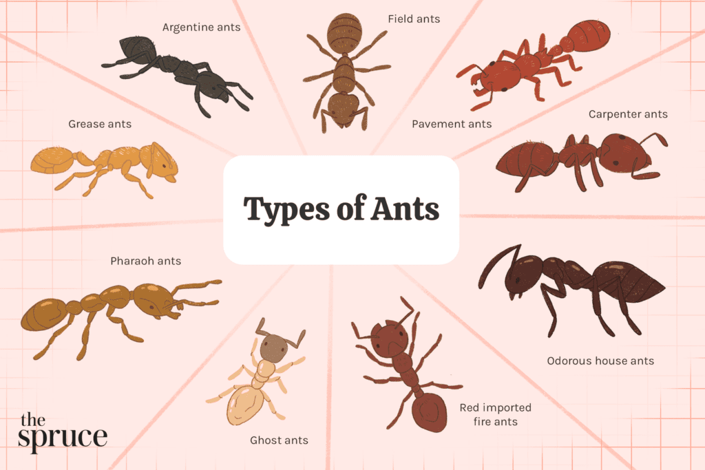 The World Of Tiny Ants: Identification And Control