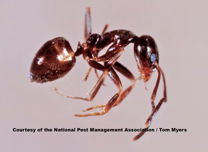 The World Of Tiny Ants: Identification And Control
