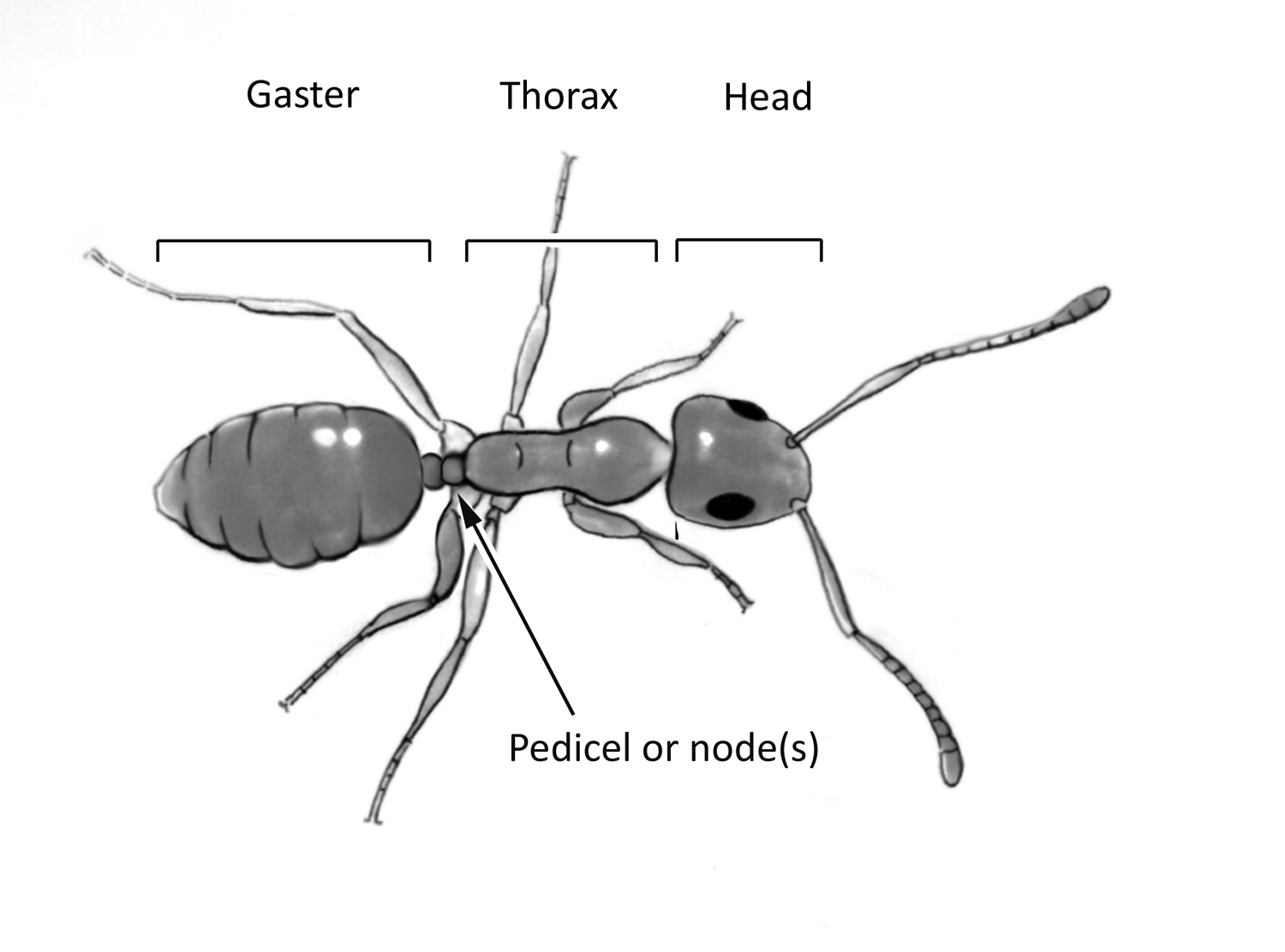 The World Of Tiny Ants: Identification And Control | Pest Control'd