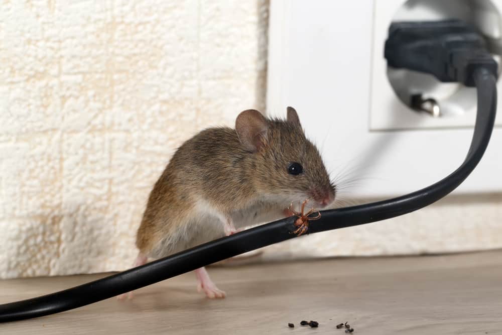 Ultrasonic Pest Repellers: How Do They Work And Are They Safe?